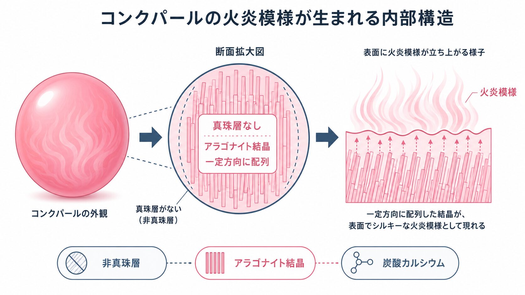 コンクパールの火炎模様がアラゴナイト結晶の配列によって生まれることを示す内部構造の概念図。